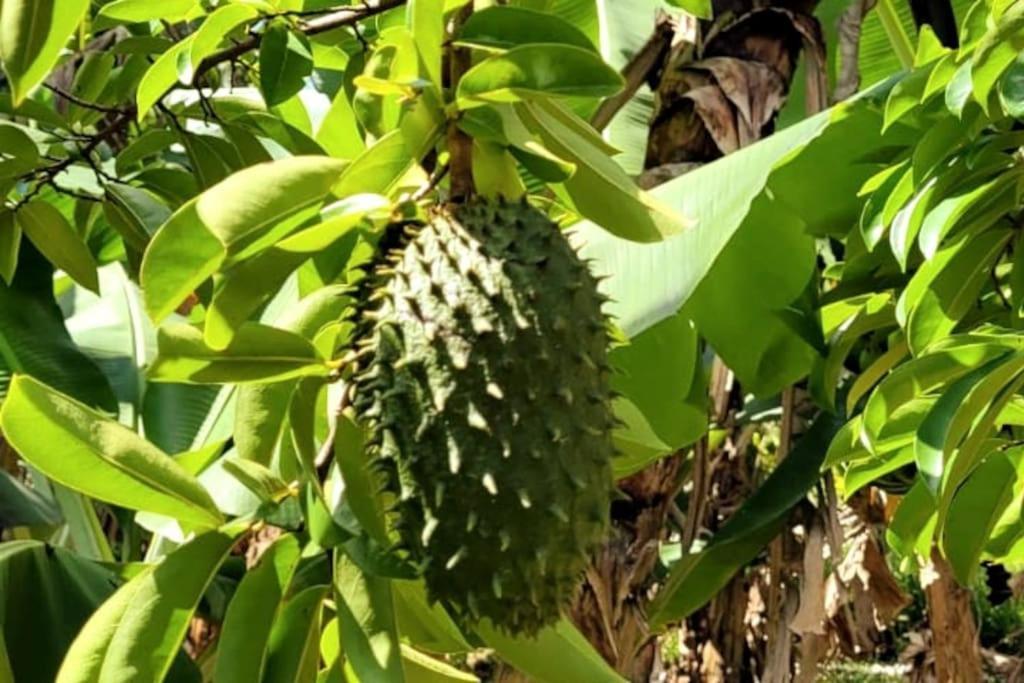 Ti Coin Jardin Διαμέρισμα La Paix Εξωτερικό φωτογραφία